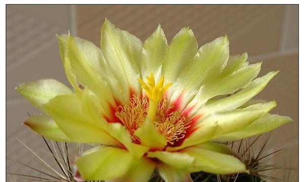 仙人掌的花语与寓意（探索仙人掌花语的奇妙世界）