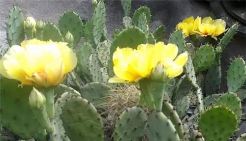 仙人掌花语-探寻植物的诗意（揭开仙人掌的花语之谜）