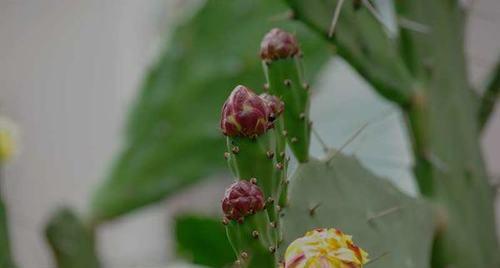 以仙人掌开花的寓意——坚韧不拔、奋发向前（仙人掌花开之奇迹及其在生活中的启示）
