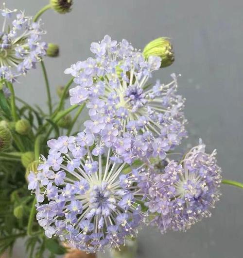 以香碗豆花语-传统美食中的文化精髓（探寻香碗豆花的历史渊源与文化内涵）