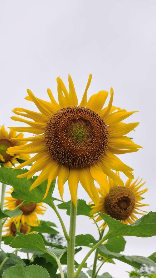 向日葵的花语——希望与阳光（探索向日葵花语的深意与意义）