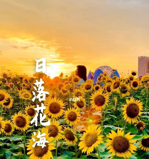 向日葵花语与寓意（揭秘向日葵所蕴含的十五种意义）