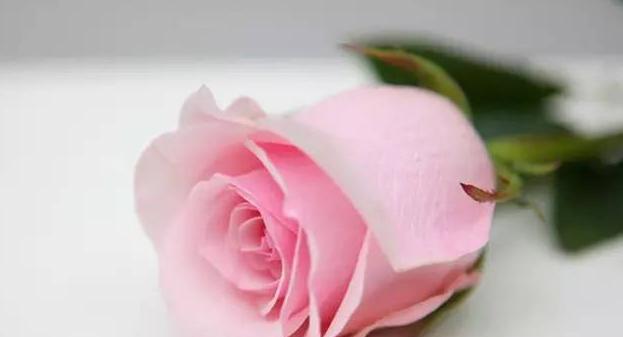 老师，花开知者（花的象征与老师的好寓意）