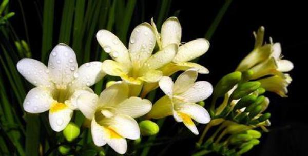 小苍兰的花语及其象征意义（小苍兰花语中的神秘与美丽）