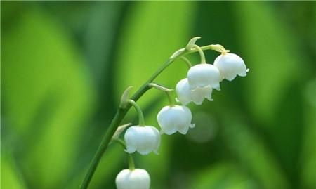 小苍兰的花语及其象征意义（小苍兰花语中的神秘与美丽）