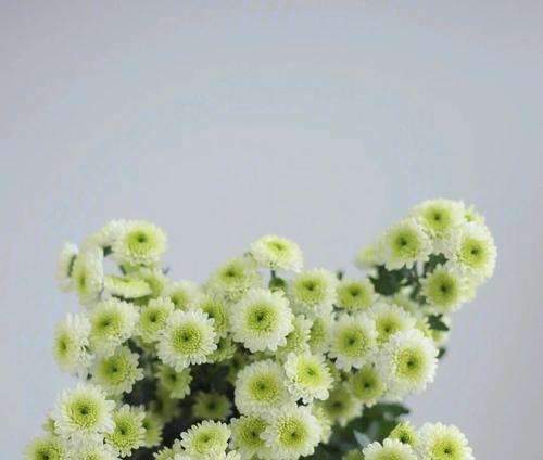 小雏菊的花语与意义（探寻小雏菊的花语传递的情感和寓意）