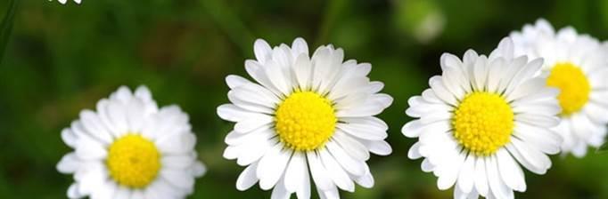小雏菊的花语象征与意义（小雏菊）