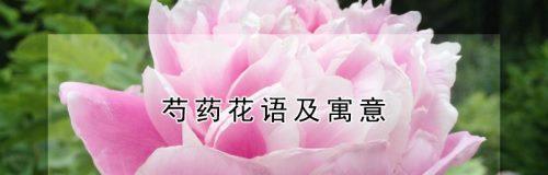 杏花古代别称的花语及寓意（探寻杏花别称的深刻内涵）
