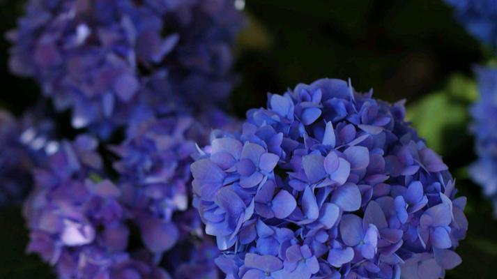 绣球花的花语与意义（揭秘绣球花传递的情感与祝福）