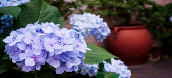 绣球花的花语与意义（揭秘绣球花传递的情感与祝福）