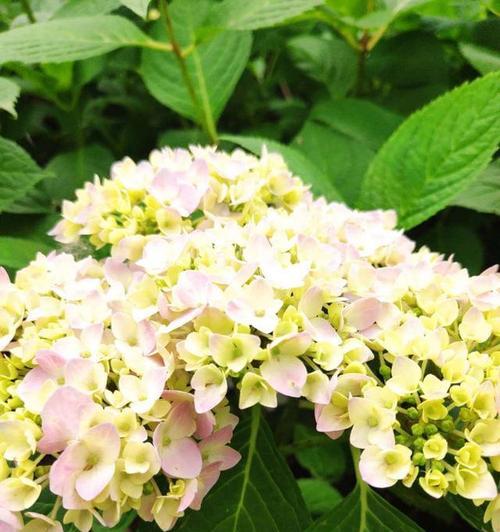 解读绣球花语的意义与象征（绣球花语的多样含义与神秘象征）