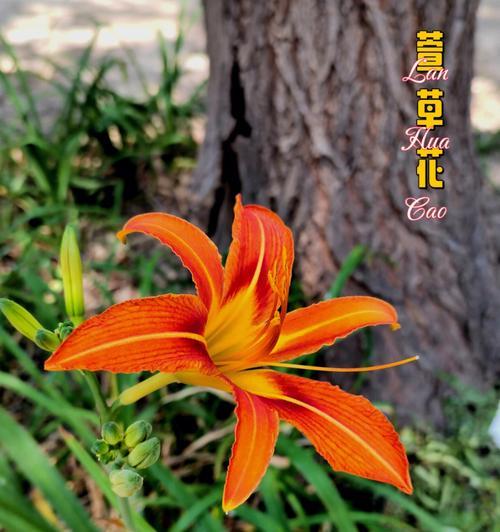 萱草花语与寓意（探索花语之美）