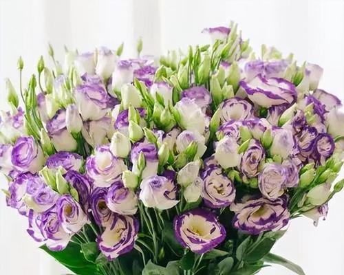 探寻洋桔梗花的花语之美（洋桔梗花）