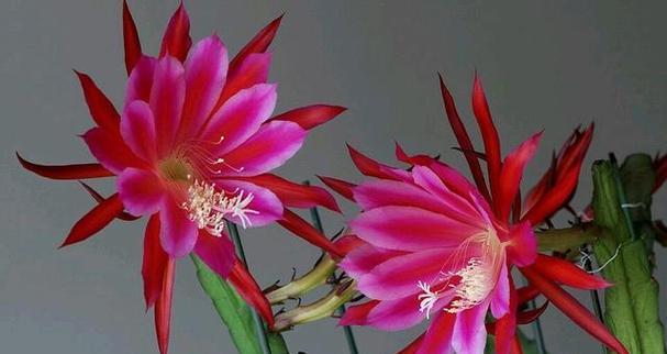 令箭荷花——花开水上的傲然之美（以令箭荷花的花语和寓意为主题的花卉赏析与传承）