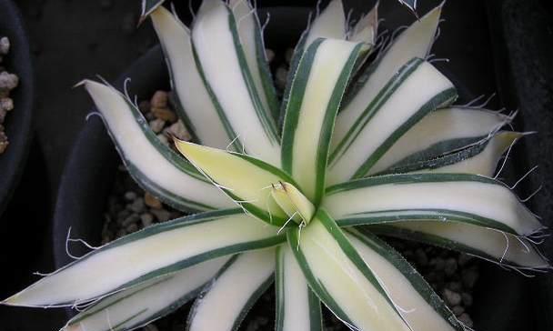 龙舌兰之花语与寓意解读（揭开龙舌兰花背后的奥秘）