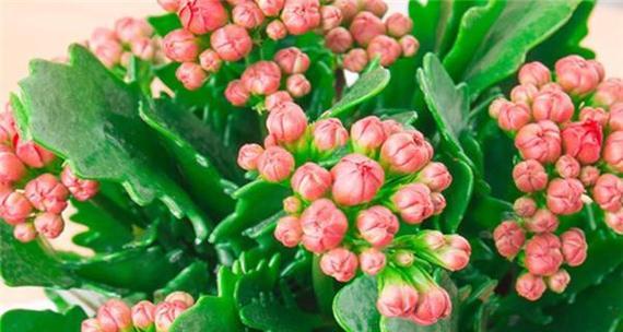 长寿花（揭示长寿花的美好寓意）