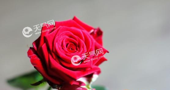 玫瑰花的花语与代表意义（传递爱与美的鲜花之语）