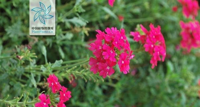美女樱的花语与寓意（美女樱开花代表什么花语）