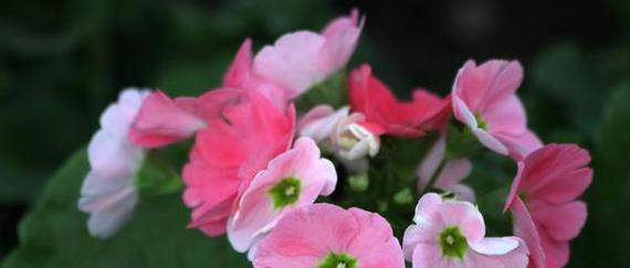 美人樱花的花语与象征（探寻美人樱花的意义与美好）