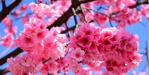 美人樱花的花语与象征（探寻美人樱花的意义与美好）