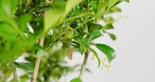 米兰花语与其意义（揭示花卉中的神秘语言——米兰花）