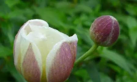 棉花花语与寓意（探索棉花的神秘之语）
