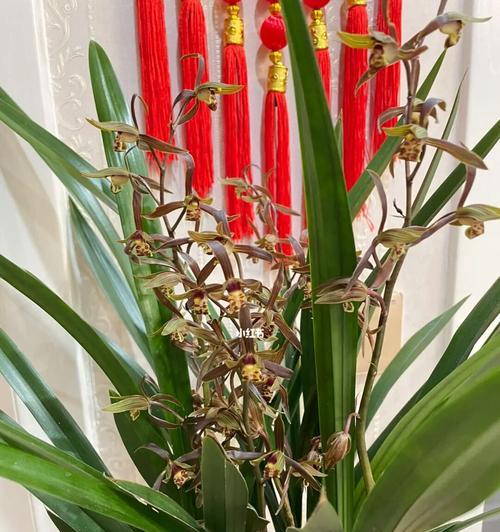 墨兰花语（墨兰花语的象征意义与传承之美）