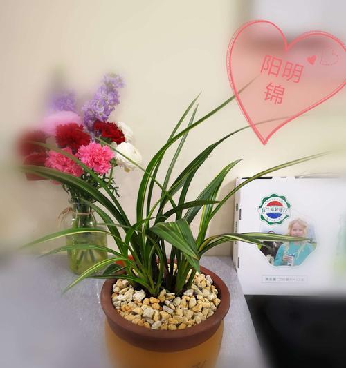 墨兰花语（墨兰花语的象征意义与传承之美）