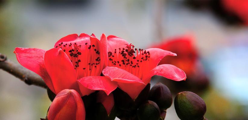 木棉花的花语与含义（探索木棉花的象征意义）