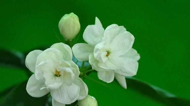 花语之安静优雅（以什么花代表安静优雅）