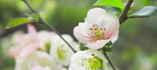 以花代表春天（春天之美绽放的花朵）