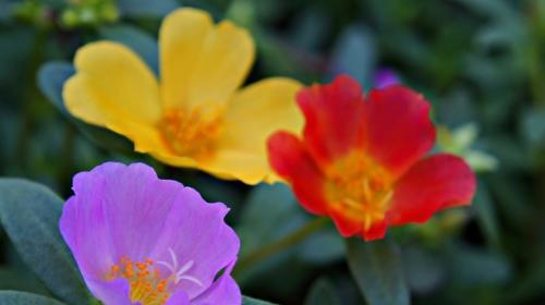 花开花谢，放弃的爱（以玫瑰代表的爱与离别）