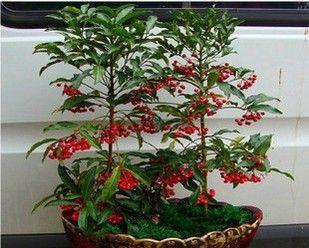 花开富贵（花卉象征财富与繁荣的奇妙之旅）