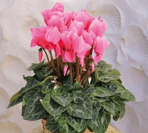 用花来诠释高雅（以美丽花卉展现高雅之美）