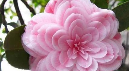 孤傲清冷的花语与意义（以洁白百合传达内心的孤傲与清冷）