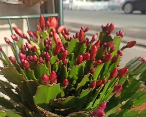 花开吉祥（花开吉祥）