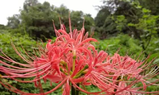 花之救赎（以花为象征）