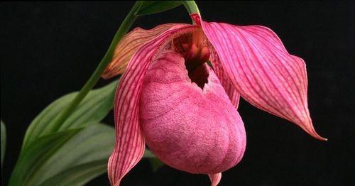 花之救赎（以花为象征）