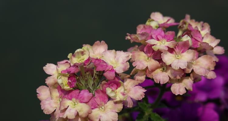 花之救赎（以花为象征）