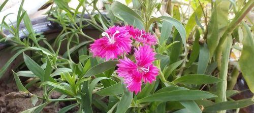 母爱的花香（用花朵寄托母爱的伟大）