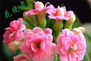 母亲节花语（用花绽放母爱的温暖）