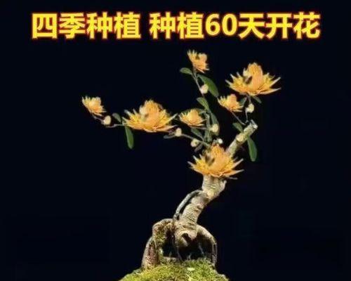 花开平安，寓意绵长（以什么花代表平安）