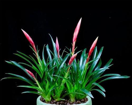 以百合花为象征的守护之爱（用花言巧语传递无尽的守护与呵护）