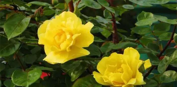 以花语表达爱意——我爱你的象征花朵（让爱如花般绚烂绽放）