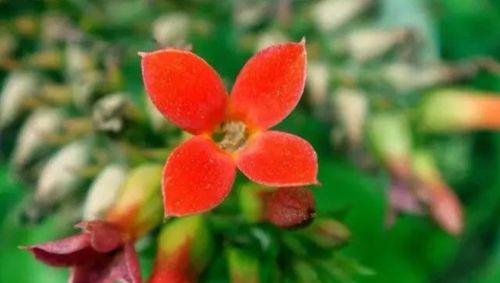 花语想念（以花为媒）
