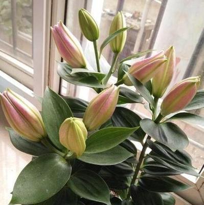 以花为主题探讨幸福（花朵代表的幸福以及与幸福相关的花卉文化）