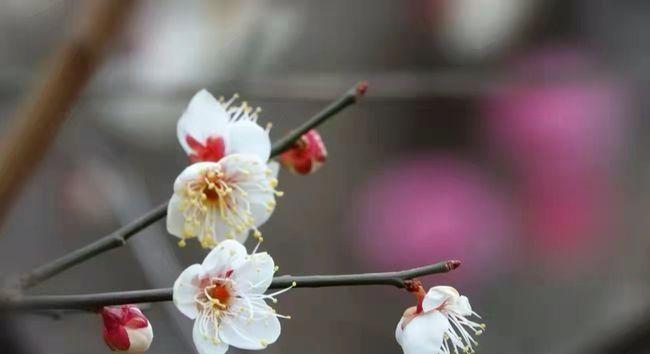 以虚心为主题的文章（用花朵来传达虚心的美好意义）