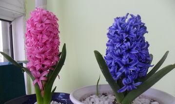 友情之花（探寻花语之友情）