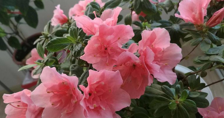 以百合花代表忠诚的意义与象征（探索百合花的纯洁忠诚与持久爱情）