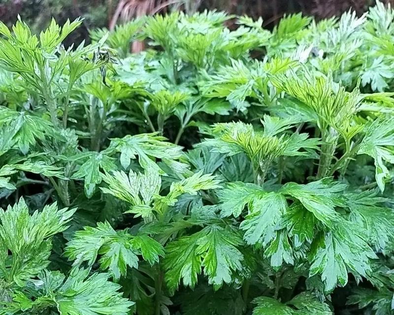探秘艾草（了解艾草的起源）